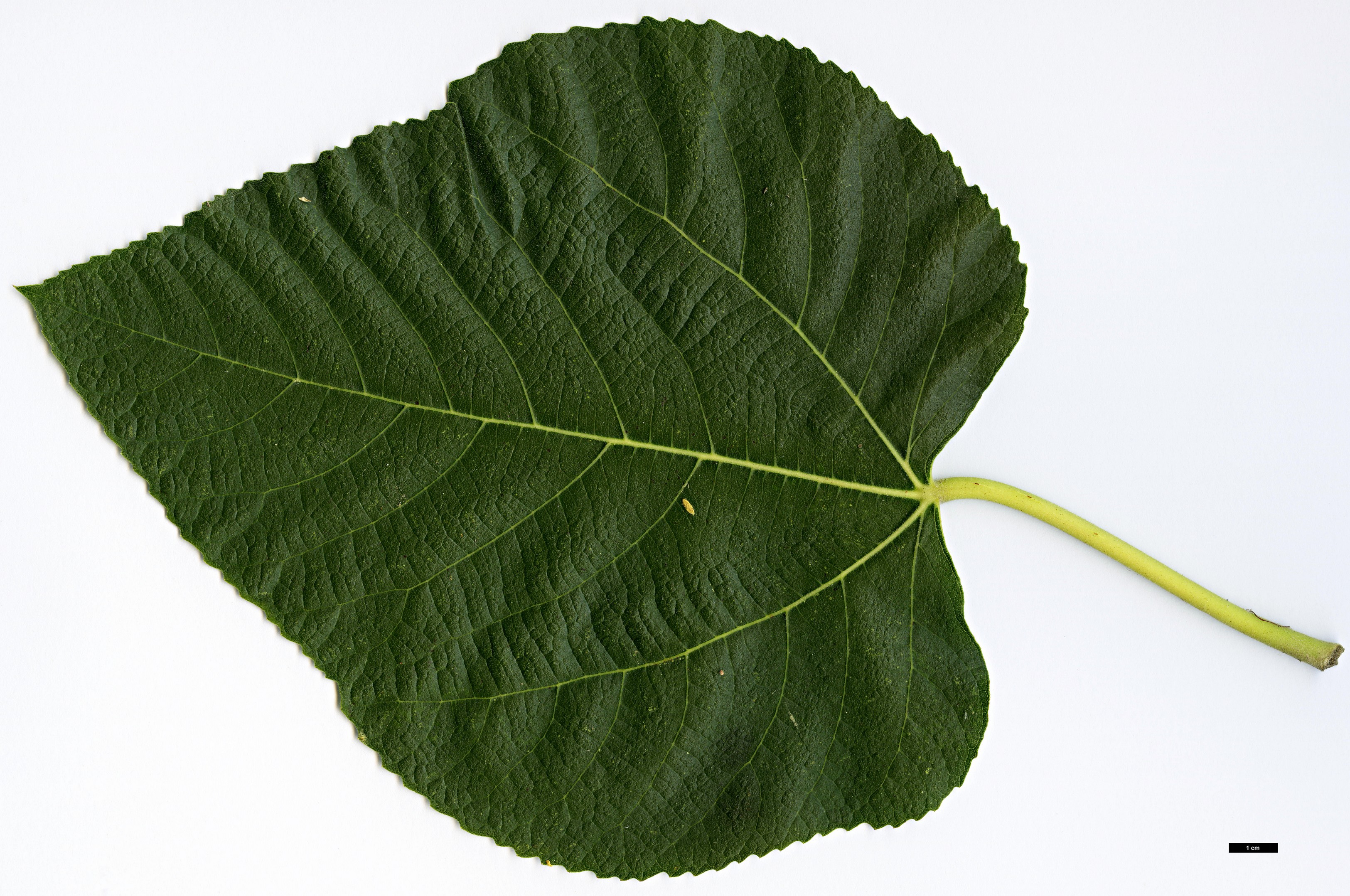 High resolution image: Family: Moraceae - Genus: Ficus - Taxon: palmata